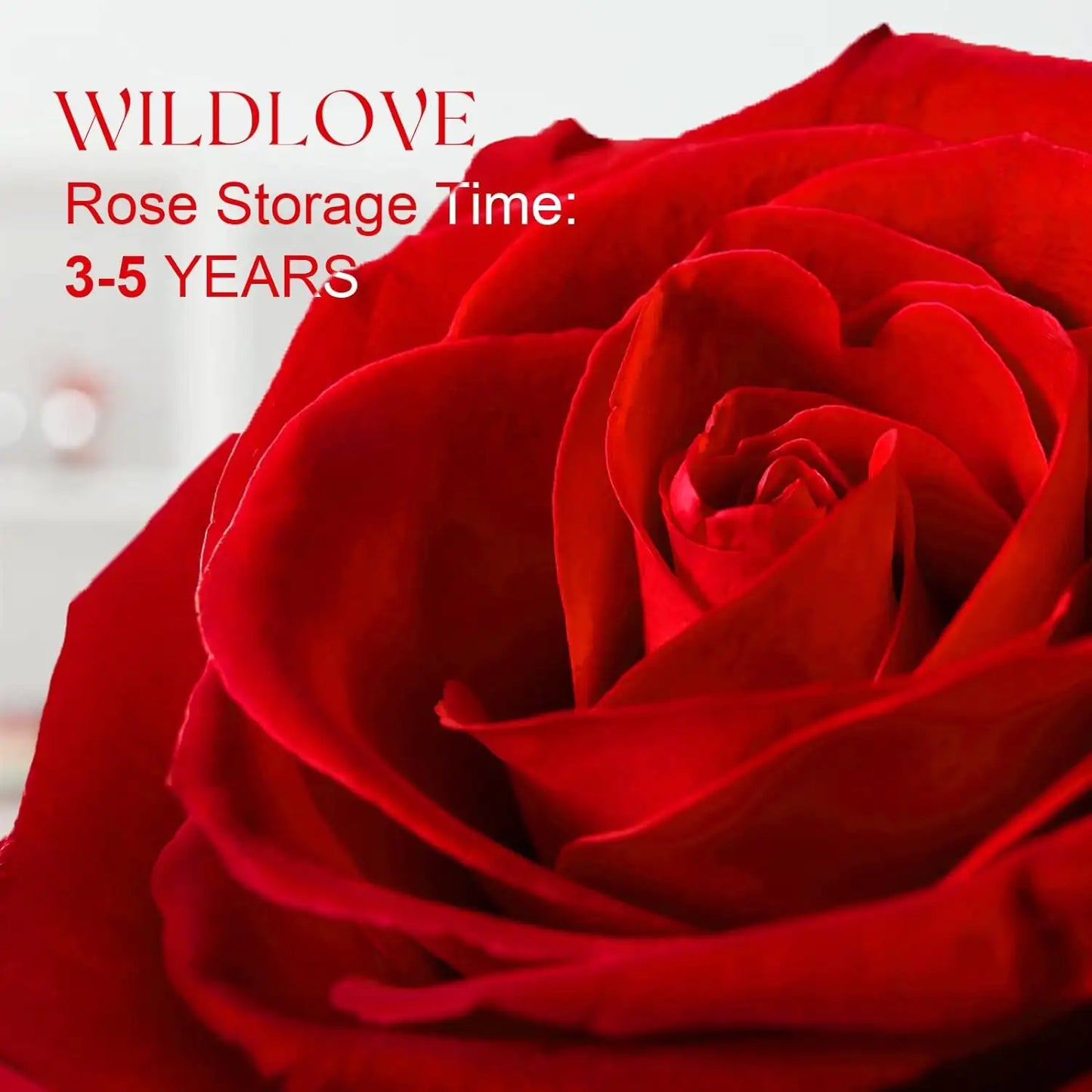 Preserved Rose Gift Set with "I Love You" Necklace